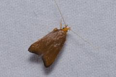 Eurodachtha pallicornella, papillon, Drôme, juin 2023