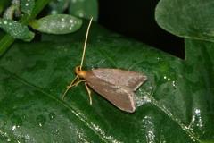 Eurodachtha pallicornella, papillon, Drôme, juin 2026