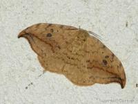 Faucille
