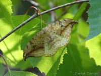 Drepanidae