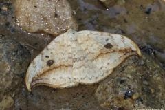 Faucille, papillon, Drôme, mai 2025