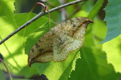 Faucille, papillon, Drôme, mai 2022