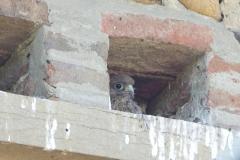 Faucon crécerelle, pullis, Drôme, juin 2025