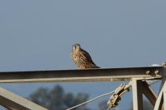 Faucon crécerelle, mâle, Delta de l'Ebre, décembre 2025
