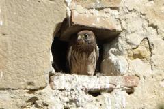 Faucon crécerelle, pullis, Drôme, juillet 2025