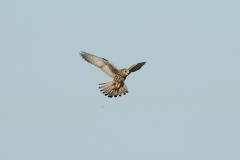 Faucon Crécerellette, femelle, Crau, avril 2026