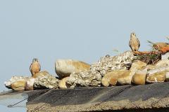 Faucon Crécerellette, Crau, avril 2026