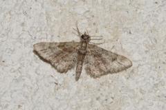 Fausse-Eupithécie, papillon, Drôme, juillet 2025