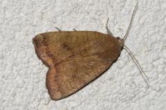 Faux casque, papillon, Drôme, juin 2025