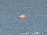 Flamant nain