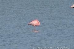 Flamant nain, Camargue, avril 2022