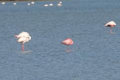 Flamant nain, Camargue, avril 2022