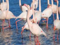 Flamant rose