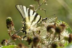 Flambé, papillon, Isère, juillet 2025