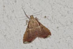 Flamme, papillon, Drôme, septembre 2025