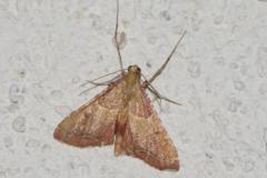 Flamme, papillon, Drôme, juillet 2025