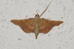 Flamme, papillon, Drôme, juin 2025