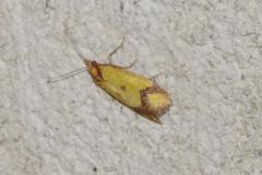 Agatète de la Centaurée, papillon, Drôme, juin 2025