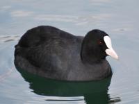 Foulque macroule