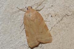 Frangée ou Frangée méditerranéenne, papillon, Drôme, septembre 2025