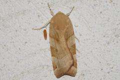 Frangée ou Frangée méditerranéenne, papillon, Drôme, juillet 2025