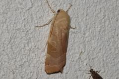 Frangée ou Frangée méditerranéenne, papillon, Drôme, août 2025