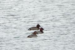 Fuligule hybride milouin X nyroca, 2 mâles derrière une femelle milouin, Drôme, févrer 2026