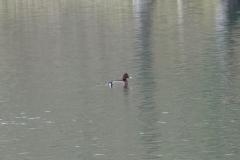 Fuligule hybride milouin X nyroca, Drôme, févrer 2026