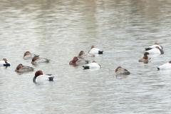 Fuligule hybride milouin X nyroca, Drôme, janvier 2026