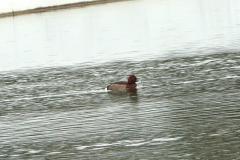 Fuligule hybride milouin X nyroca, Drôme, janvier 2026