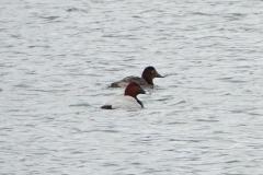 Fuligule milouin, Rhône, février 2026