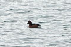 Fuligule nyroca, mâle, Drôme, février 2026