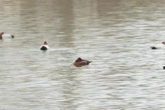 Fuligule nyroca, Drôme, janvier 2026