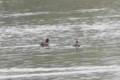 Fuligule nyroca, Drôme, janvier 2026