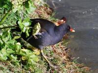 Gallinule poule-d'eau