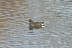 Gallinule poule d'eau, Drôme, janvier 2026