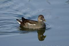 Gallinule poule d'eau, jeune, Delta de l'Ebre, décembre 2022