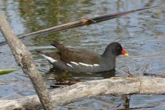 Gallinule poule d'eau, adulte, Delta de l'Ebre, décembre 2021