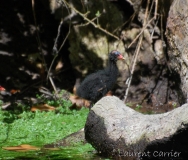 Gallinule poule d'eau, poussin, Drôme, juin 2017