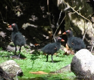 Gallinule poule d'eau, poussin, Drôme, juin 2017