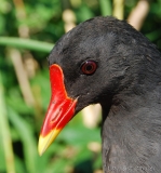 Gallinule poule d'eau, adulte, Drôme, juillet 2018