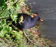 Gallinule poule d'eau, adulte, Alpes-Maritimes, mars 2016