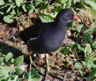 Gallinule poule d'eau, adulte, Alpes-Maritimes, mars 2016