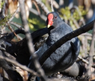Gallinule poule d'eau, adulte, Alpes-Maritimes, mars 2016