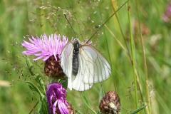 Gazé, papillon, Drôme, juin 2026