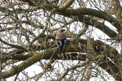 Geai des Chênes, Drôme, février 2026