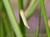 Gelechiidae spe