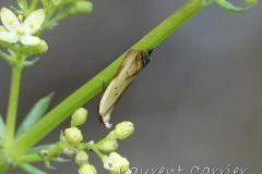Gelechiidae spe, imago, Drôme, mai 2023