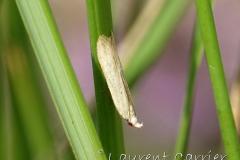 Gelechiidae spe, imago, Drôme, mai 2023