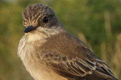 Gobemouche gris, jeune, Drôme, août 2025